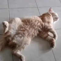 original sound - cdguez