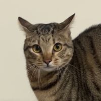 原聲 - 媽的貢丸