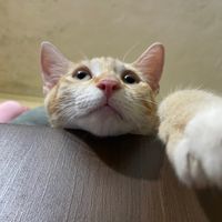 ninamichitaa