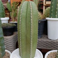 _cactus_story_