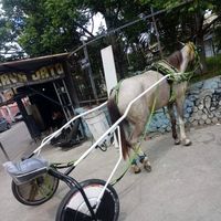doguinha.mdl