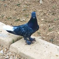 israfil.kartanesi_71