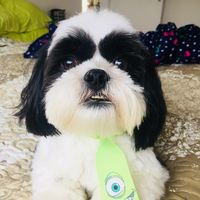 johnny_shihtzu
