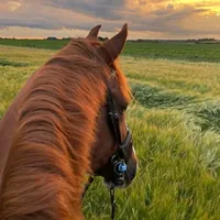 original sound - llanera.3