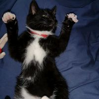 humecats