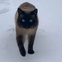 оригинальный звук