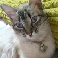 alicia_msg