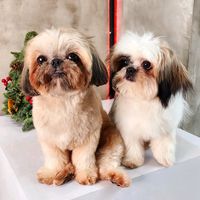 original sound - Lexie and Fifi