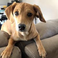 sofie_thedachshundlab