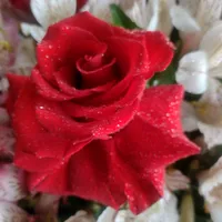 original sound - tavi_sptia