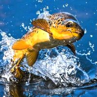 pesca_en_rios_chilenos