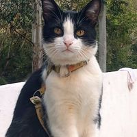kemyogatoo