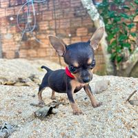 kyra_a_pinscher