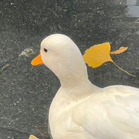 dumpme1604