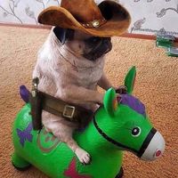 cowboypugg