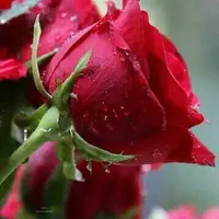 original sound - nadeemiqbal374