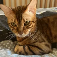 original sound - cubanalita