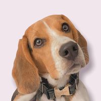 polo.thebeagle