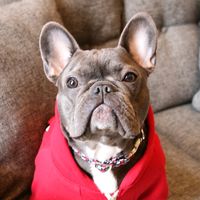 snackpackthefrenchies