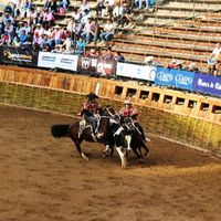 rodeochileno_