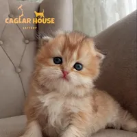 original sound - caglarhousecattery