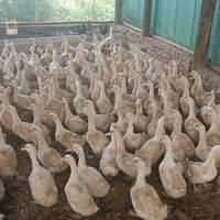 homeofbirdsugandarabbits