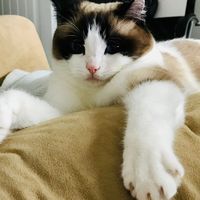 lyssalouwho86