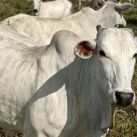agropecuria95