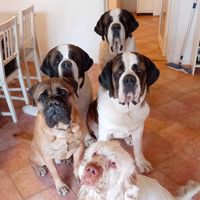house.of.slobber