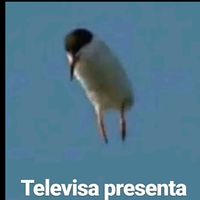 televisapresenta96