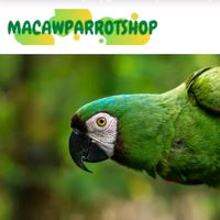 exoticmacawparrots