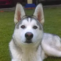 original sound - paulinoacevedo6