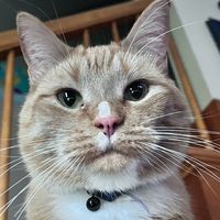 fitzythecat123