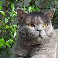 warwhere_cat