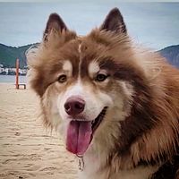 logan.husky.rj
