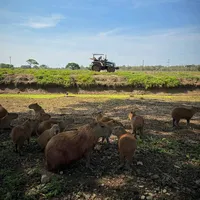 original sound - musicallanera6