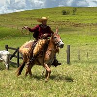 giovannibrandaodasilvag