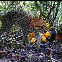 nordesteesuanatureza