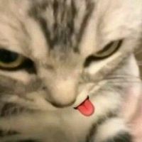 qm cópia o link fica famoso