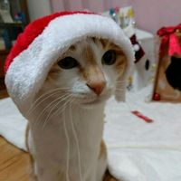 Trend Christmas