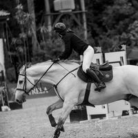 avarideshorses