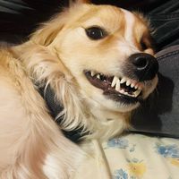 momacodogs