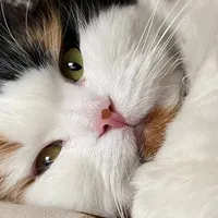 original sound - gataymatheo