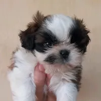 original sound - ariel_a_shitzu