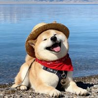nhạc nền - PETS FUNNY