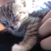 Andromeda mi canción