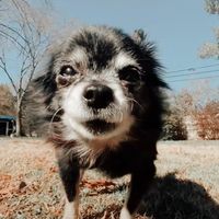 pudgys.treat