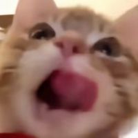 原聲