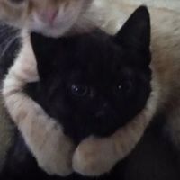 original sound - sinigangheshu