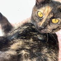 kitteninmybasementt